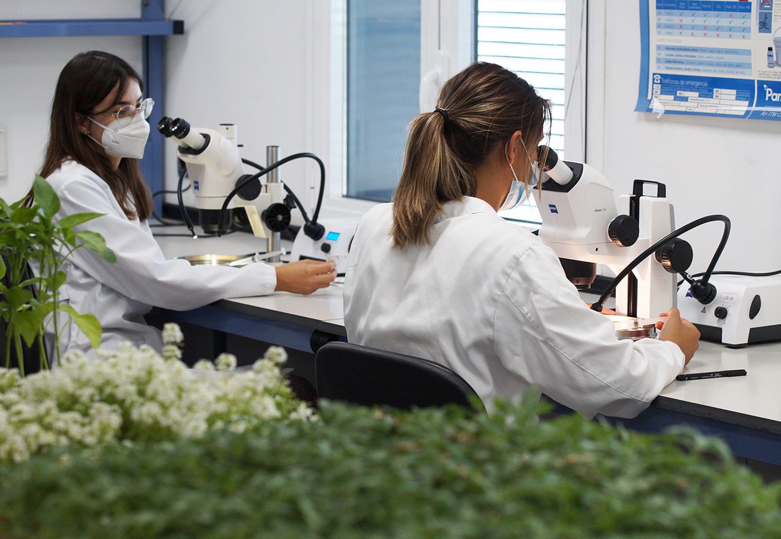 El laboratorio de Agrobio trabaja de manera incesante en el desarrollo de estrategias de control biologico.