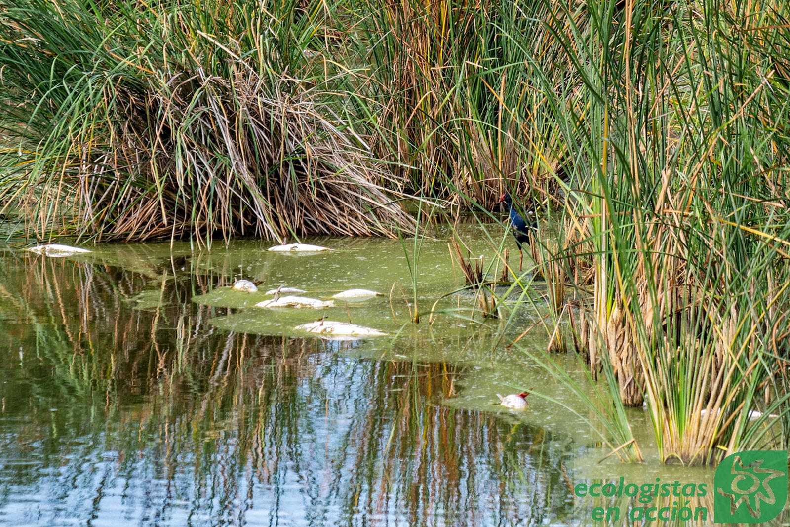 Peces muertos en el Estero Domingo Rubio.