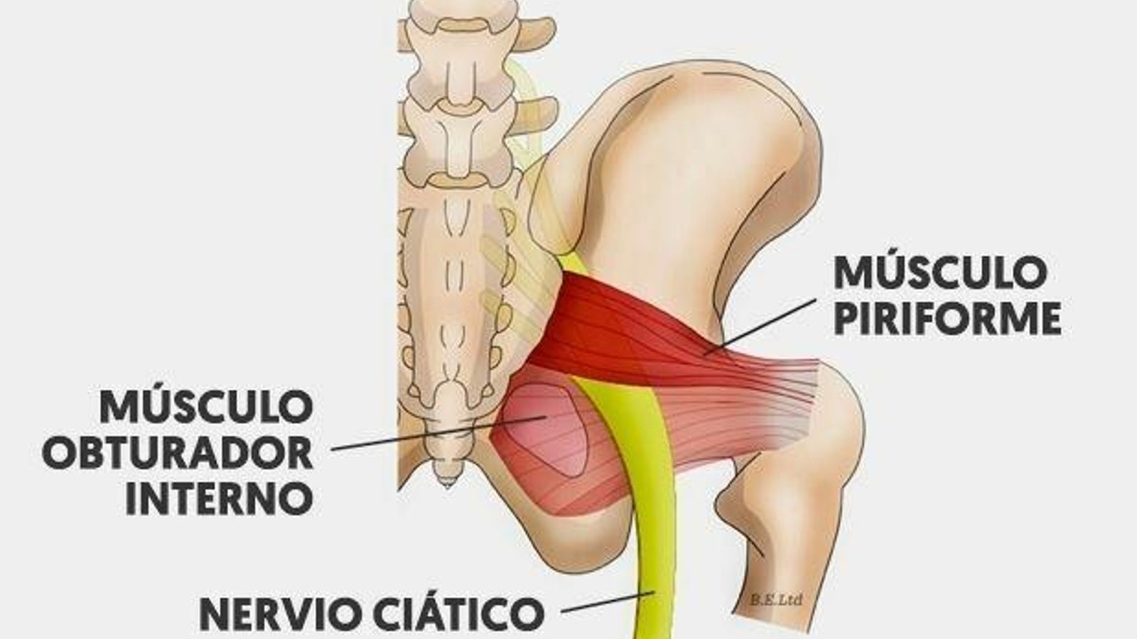 Músculos que influyen en el síndrome piramidal.