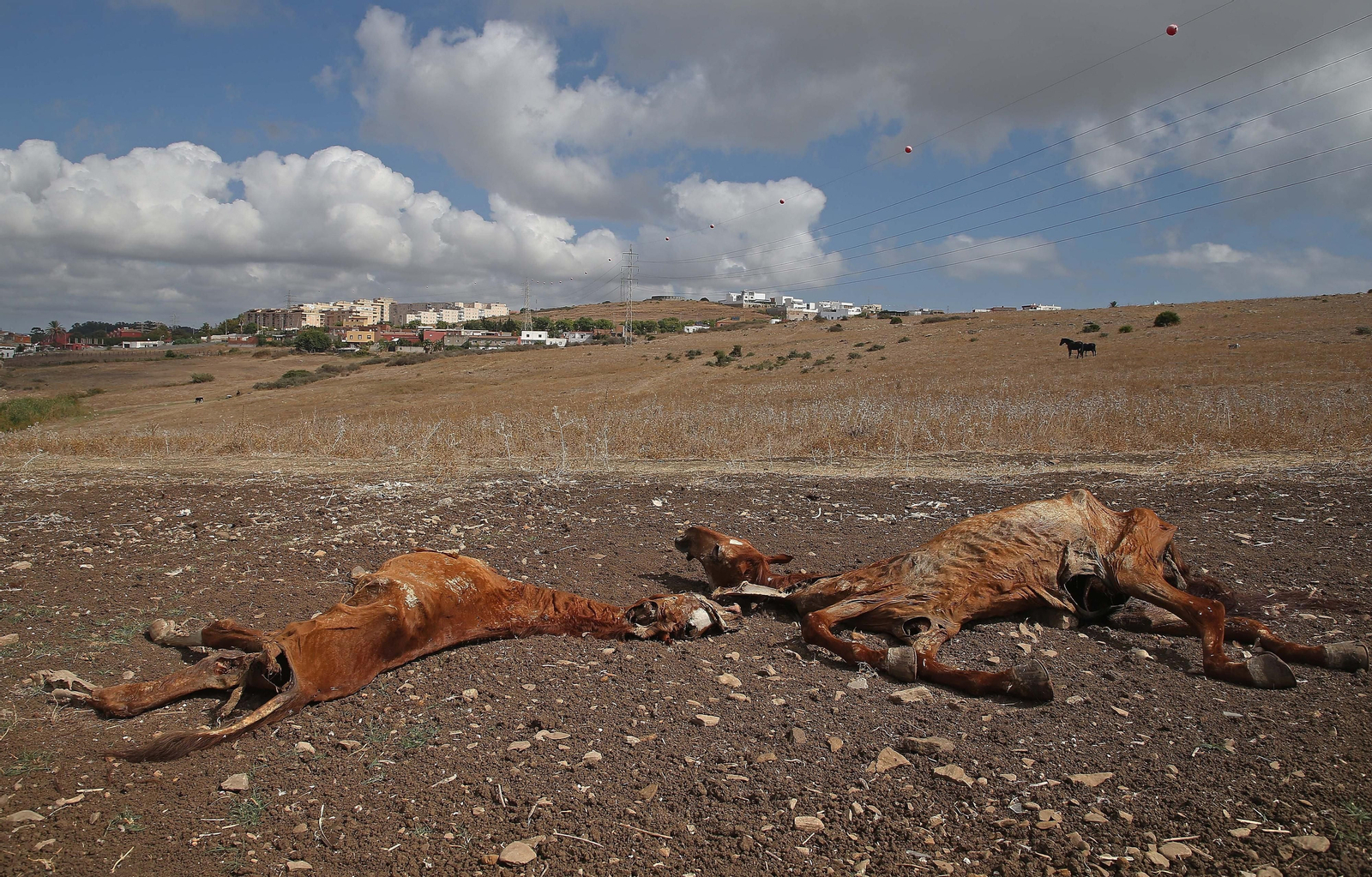 Imágenes de los nuevos cadáveres de caballos en el muladar ilegal de Pajarete en Algeciras