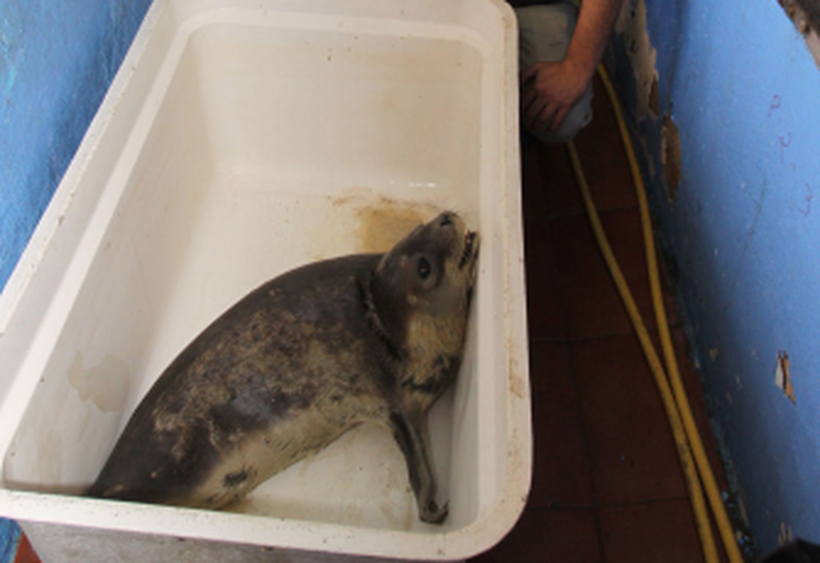 Los 4.000 kilómetros de 'Cysto'