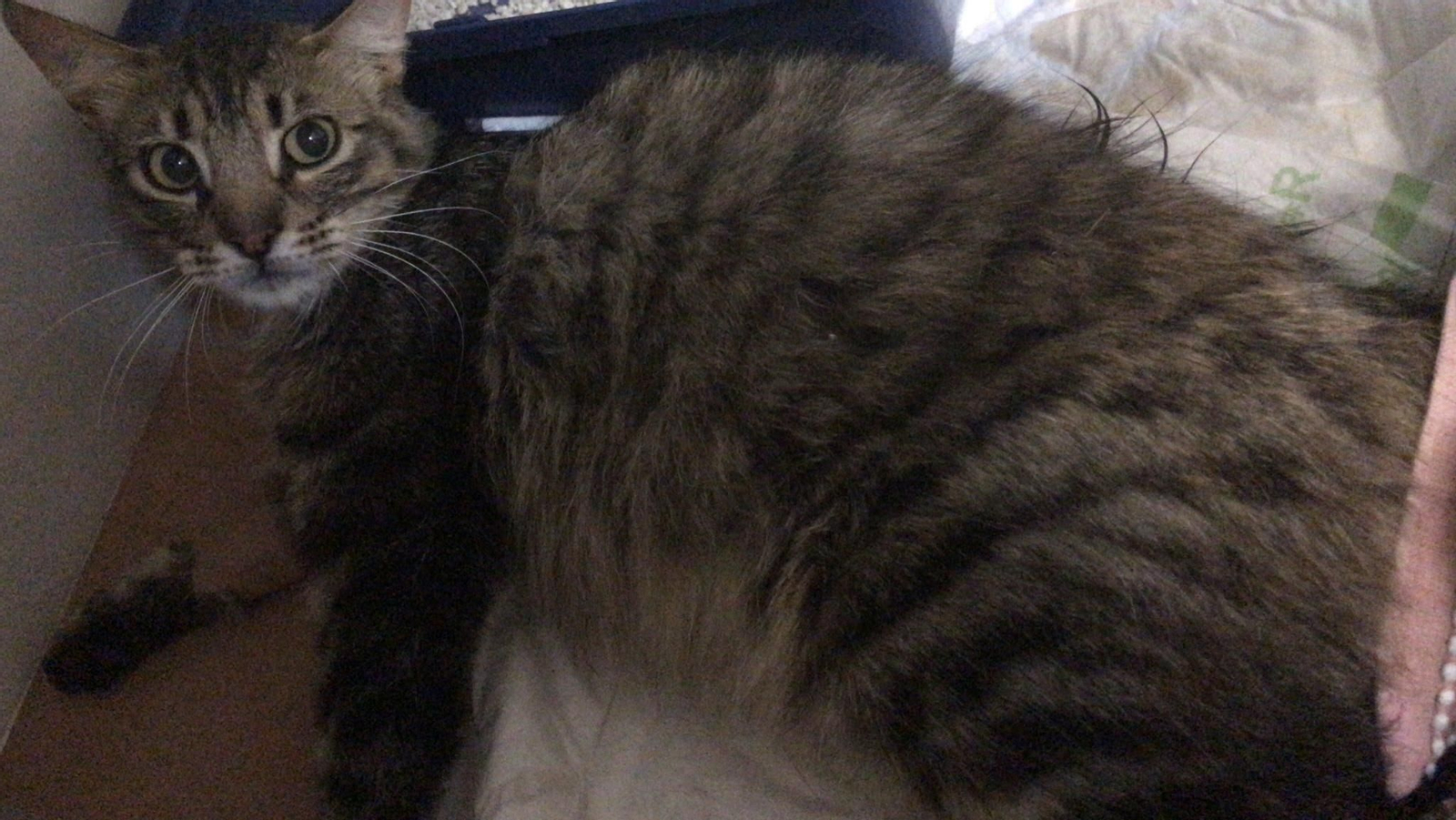 Un vídeo del rescate del gato que sufrió un disparo.