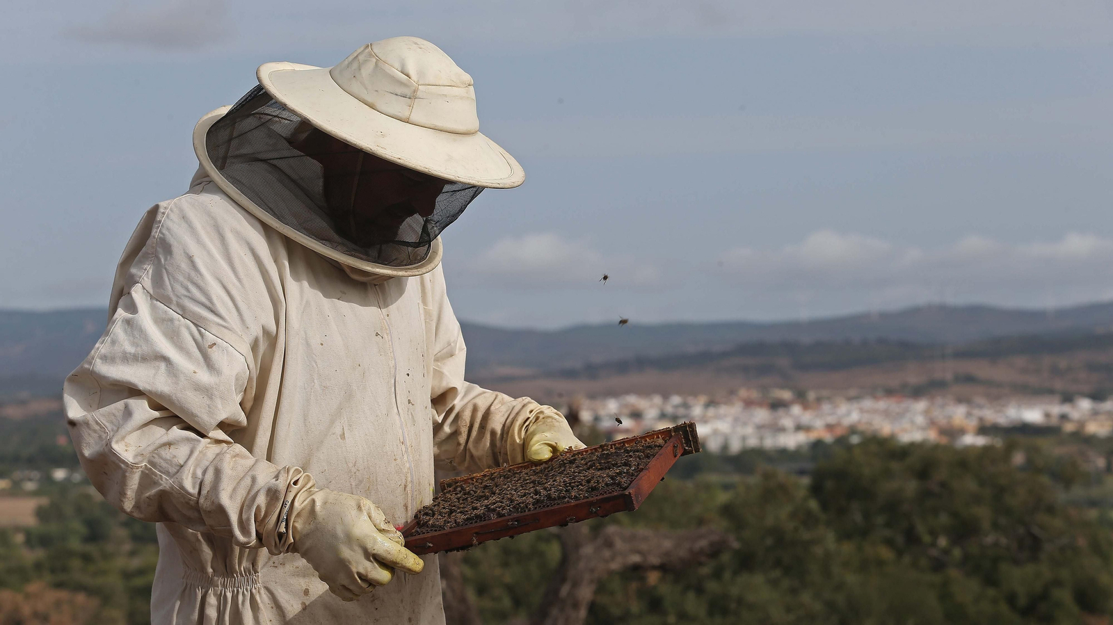 El arte de la apicultura en Los Barrios