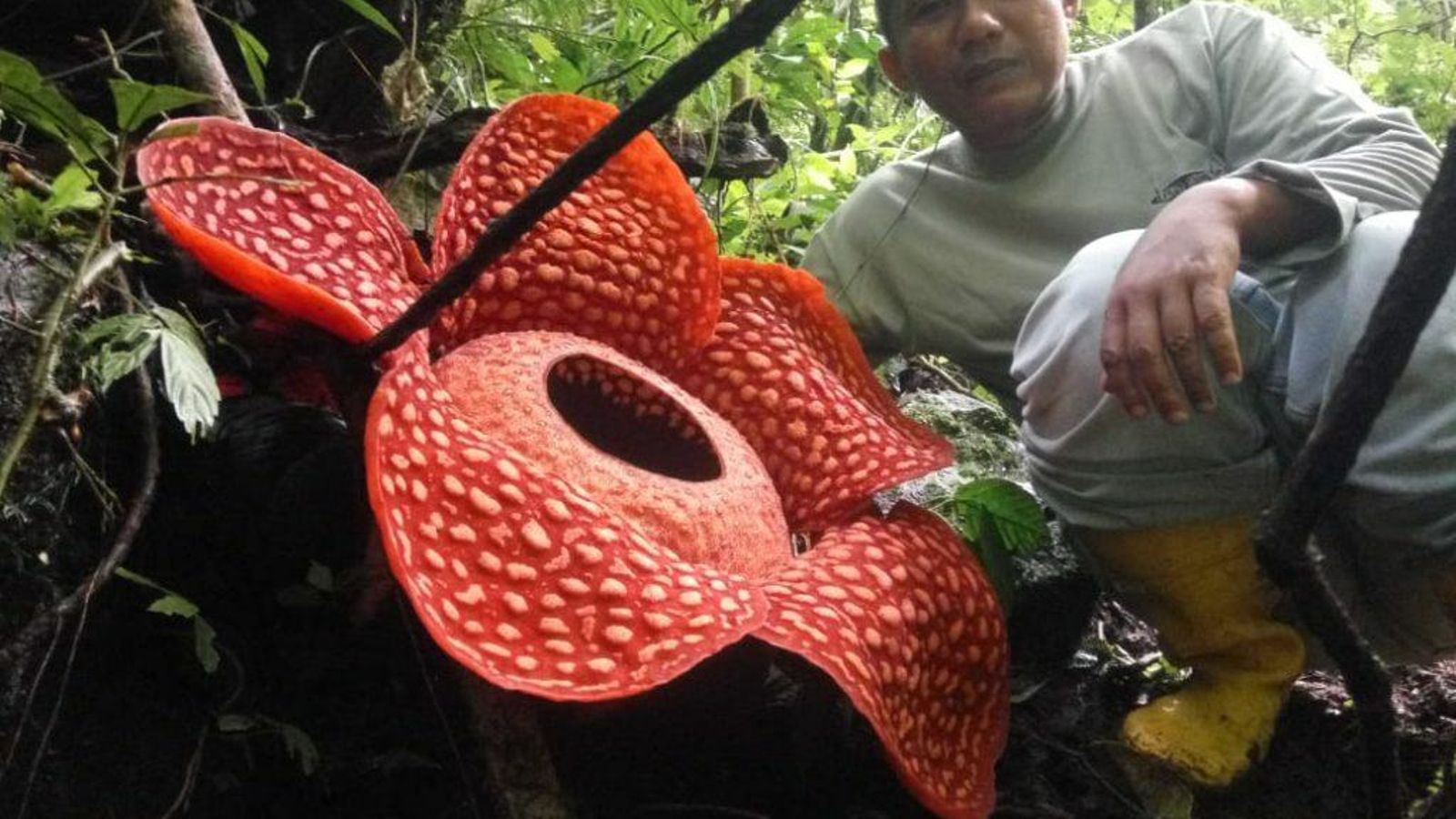 La flor de Raflessia