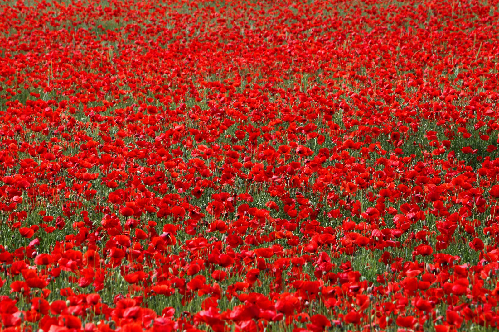 Campo de amapolas en Alcalá de Guadaira