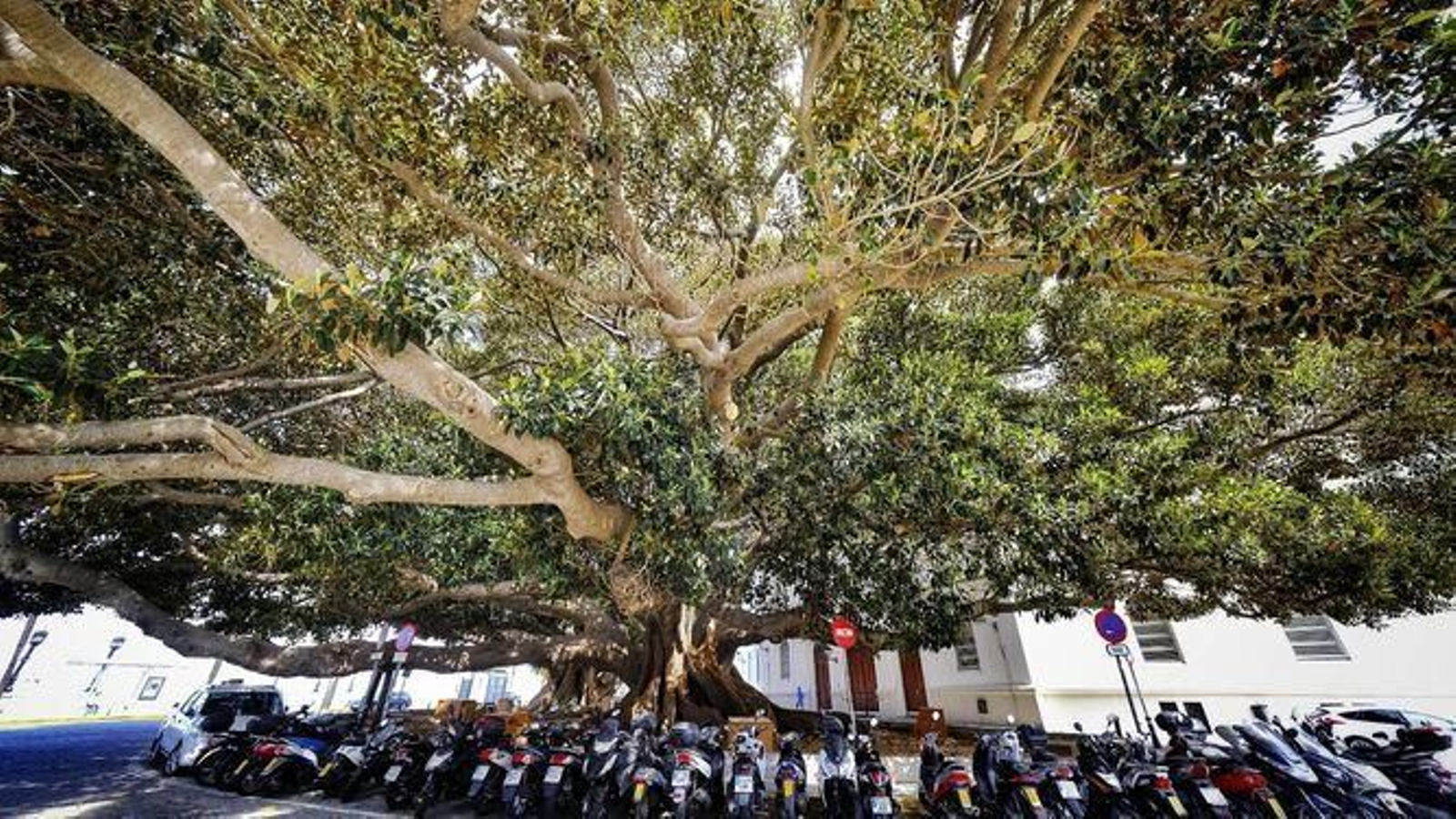 Los ficus del Mora, frente a la playa de La Caleta