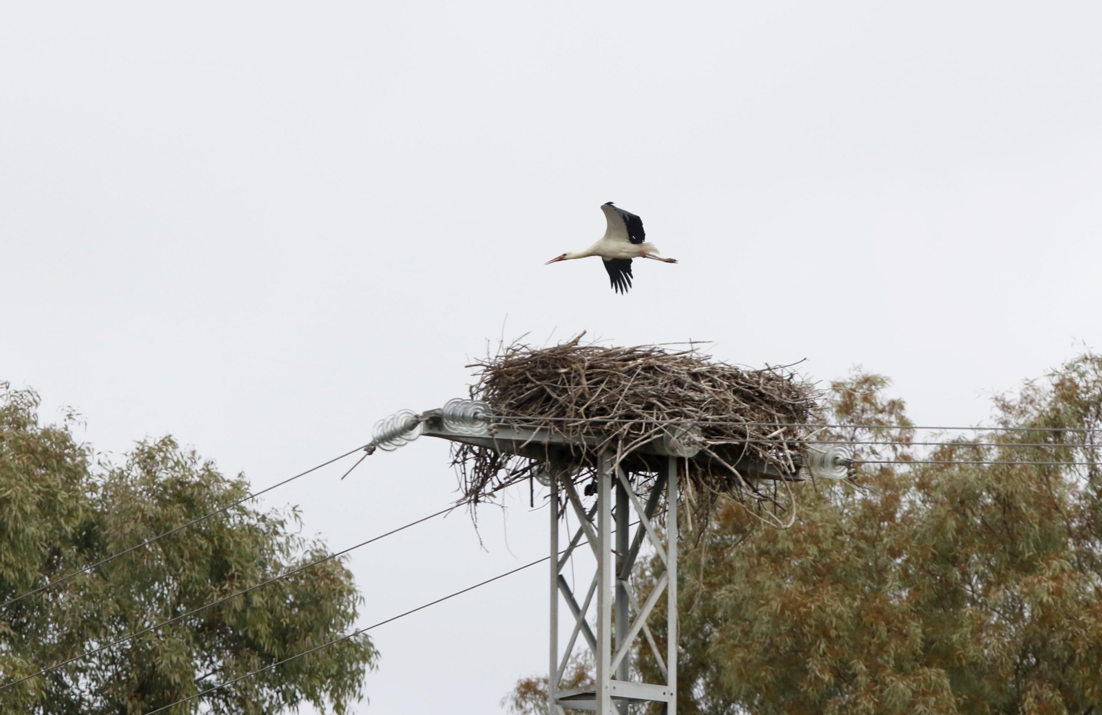 Córdoba, hogar de las cigüeñas también en invierno