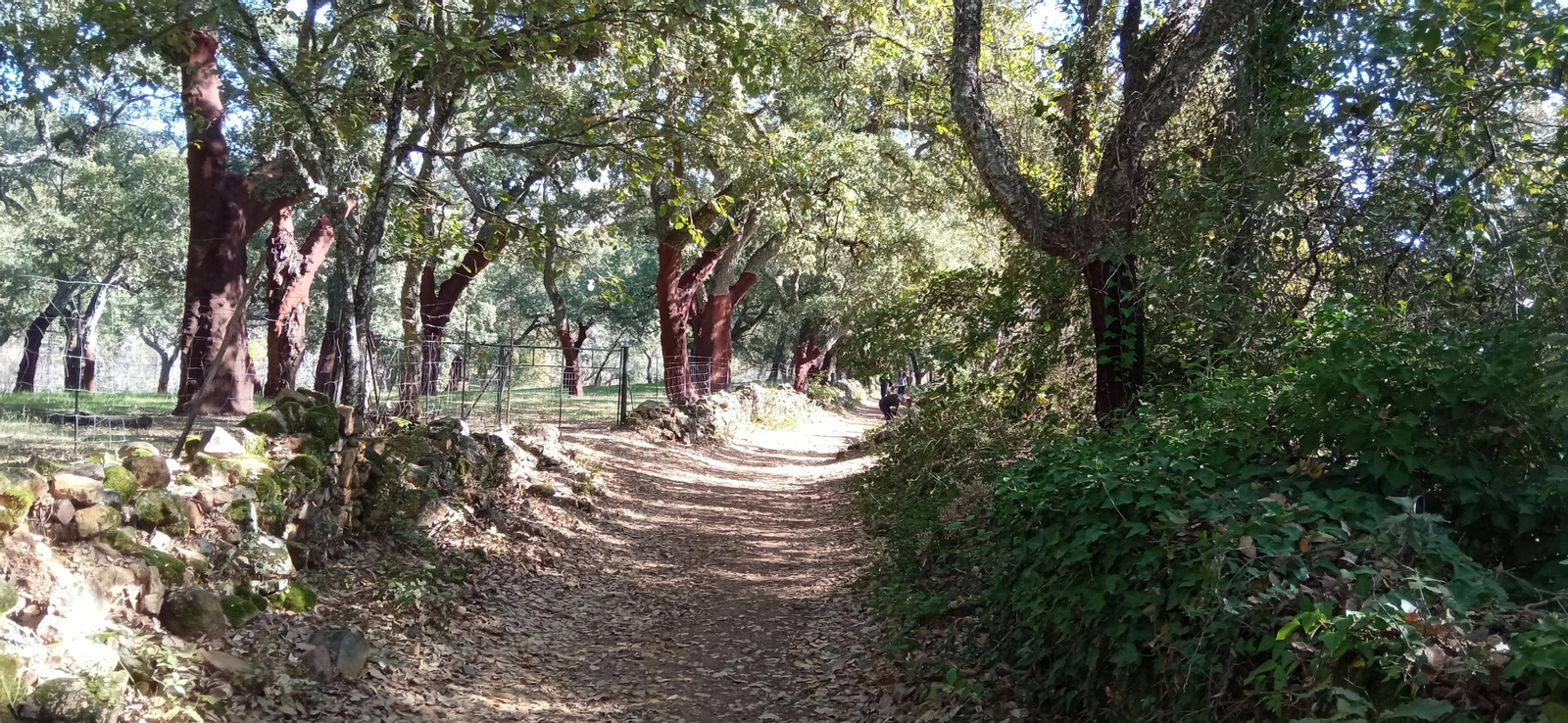 Las imágenes de la ruta de la cascada de Jollarancos y bosque de las letras