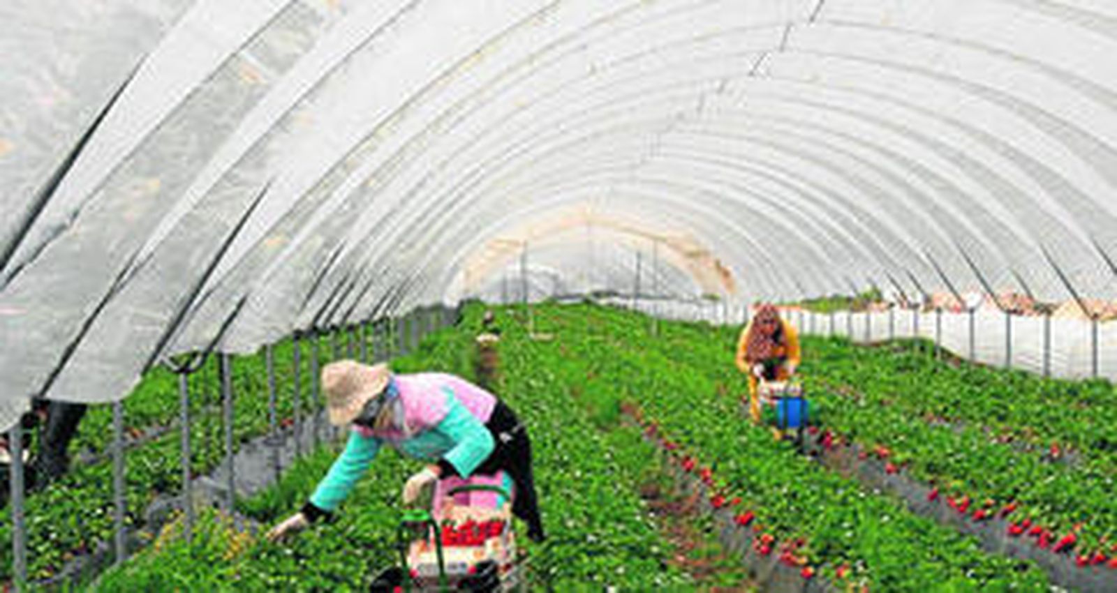 Producir con raigambre marroquí