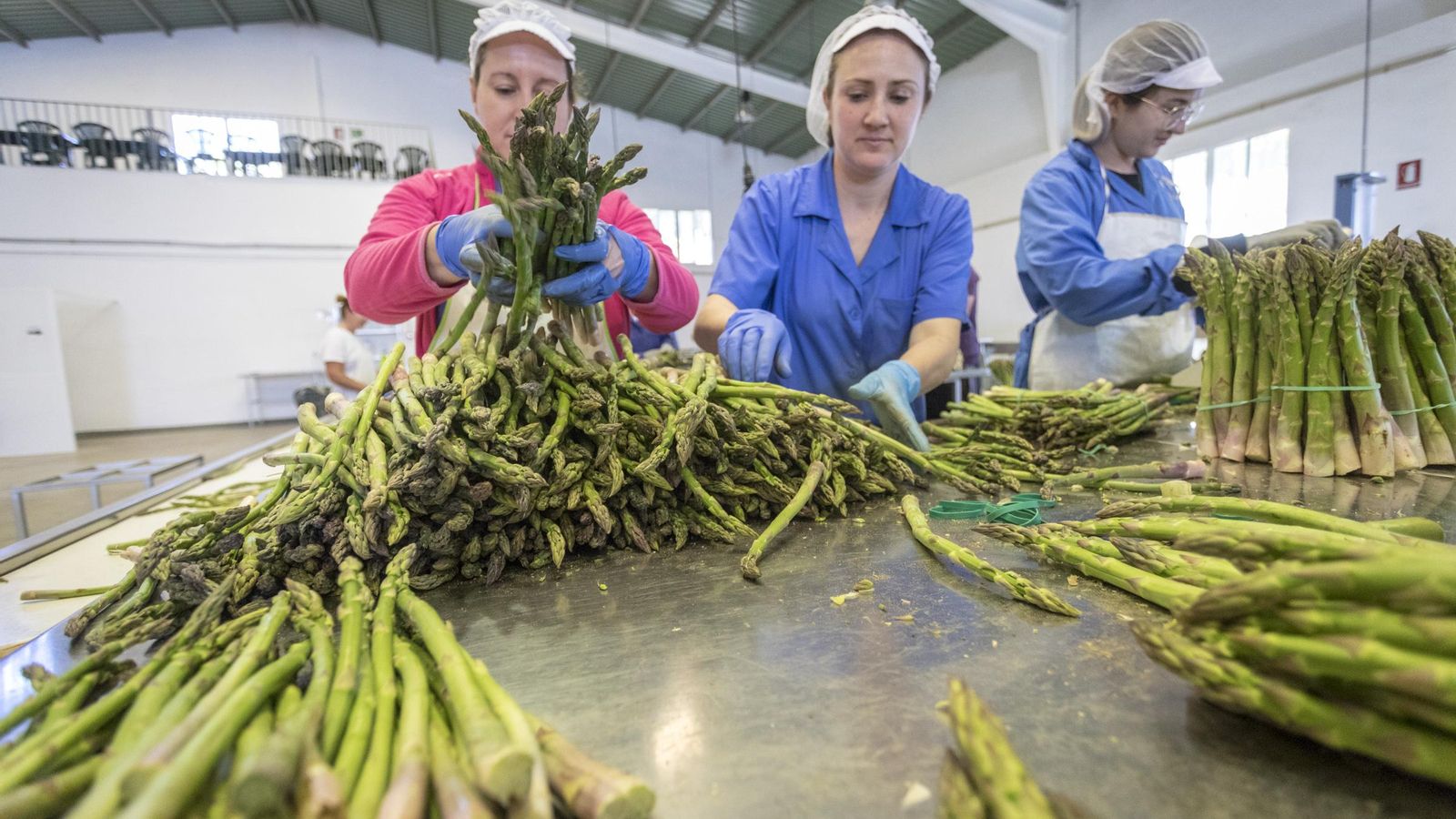 Trabajadoras (son unos 135 en temporada) en el departamento de manipulación de la cooperativa Los Europeos.