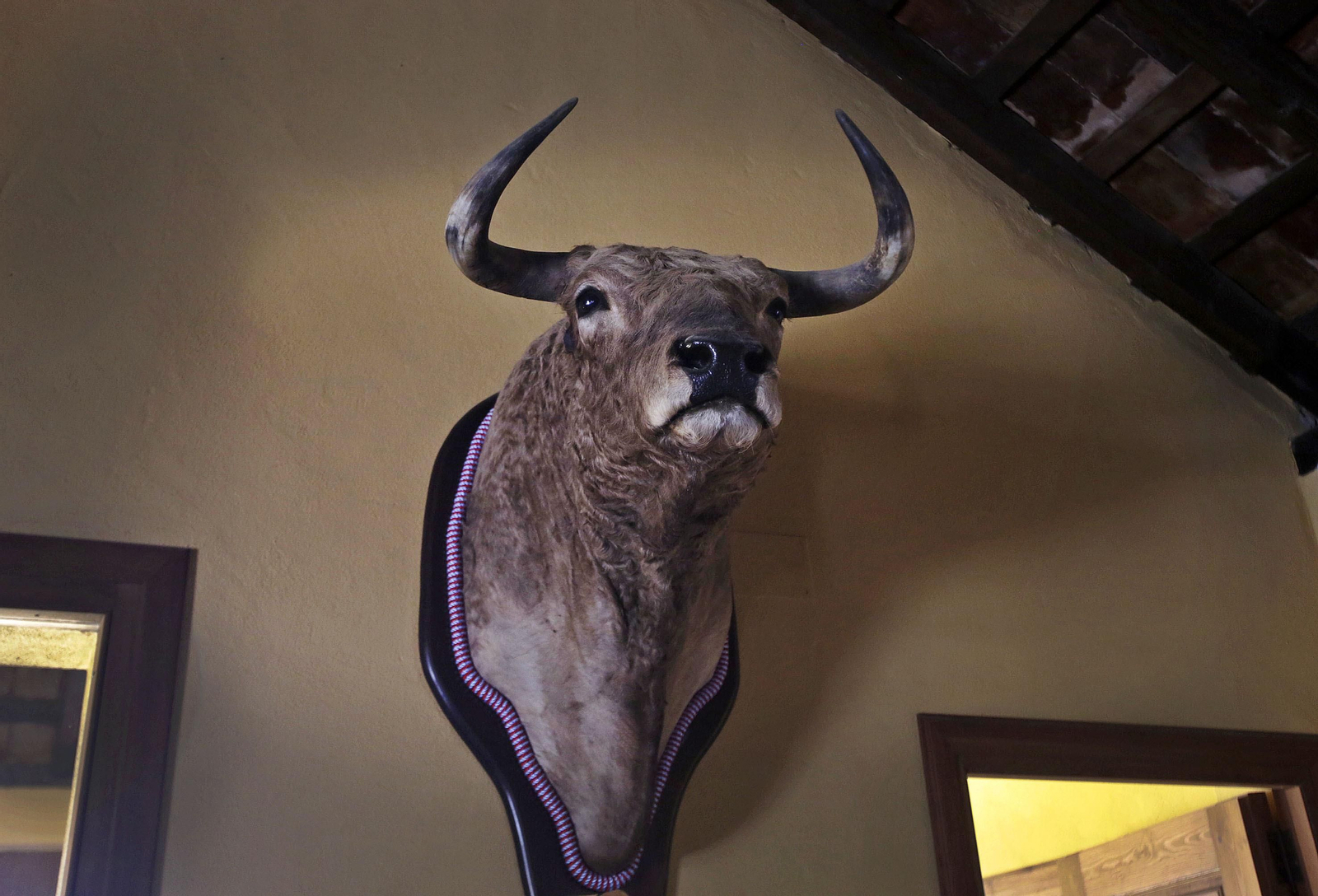 Mas cornadas da el virus, visita a la ganadería de Nuñez La Palmosilla