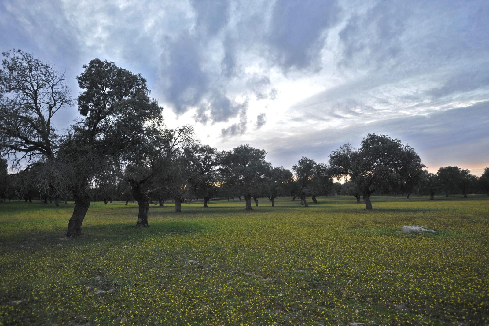 Dehesa de Los Pedroches.