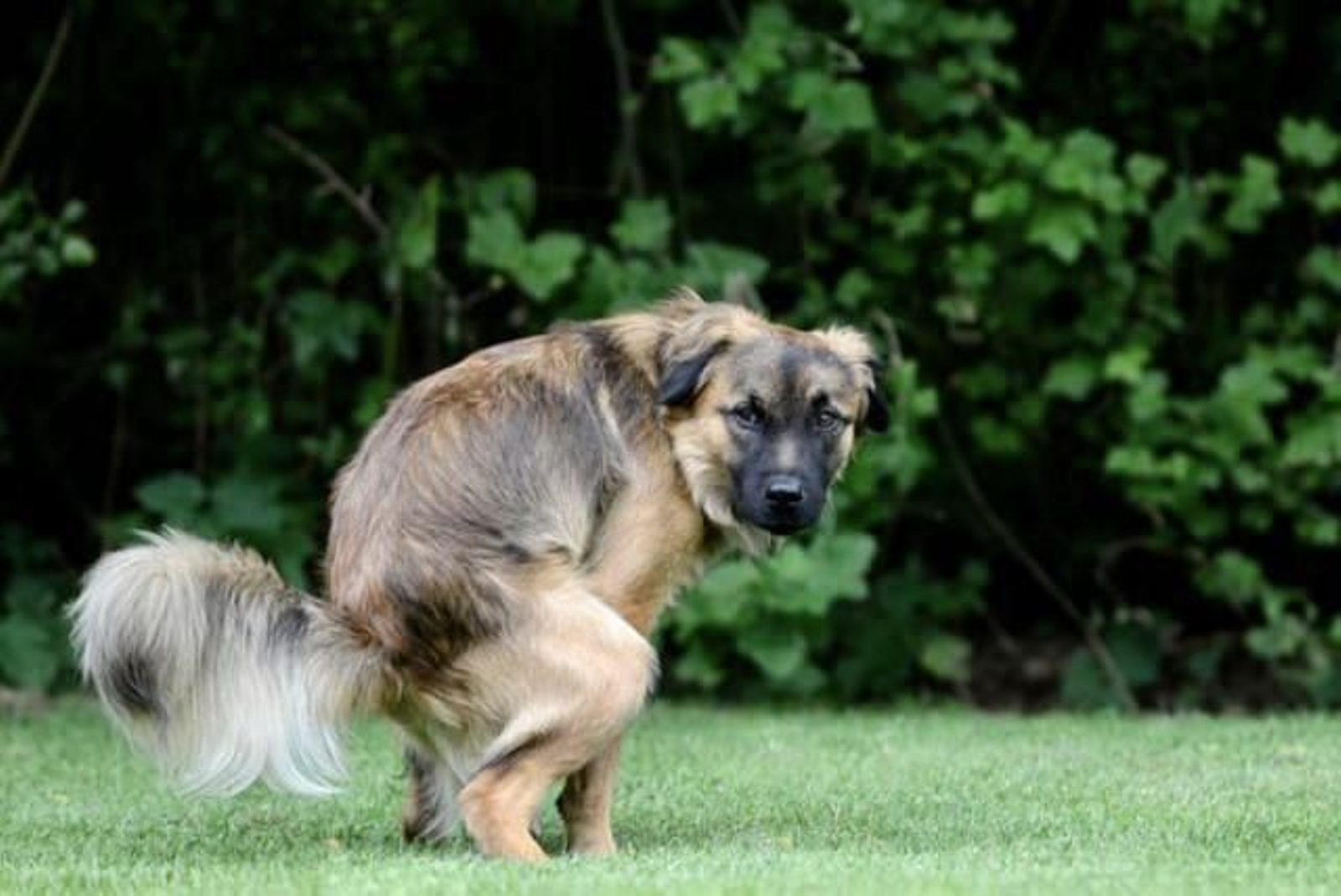 perro haciendo sus necesidades