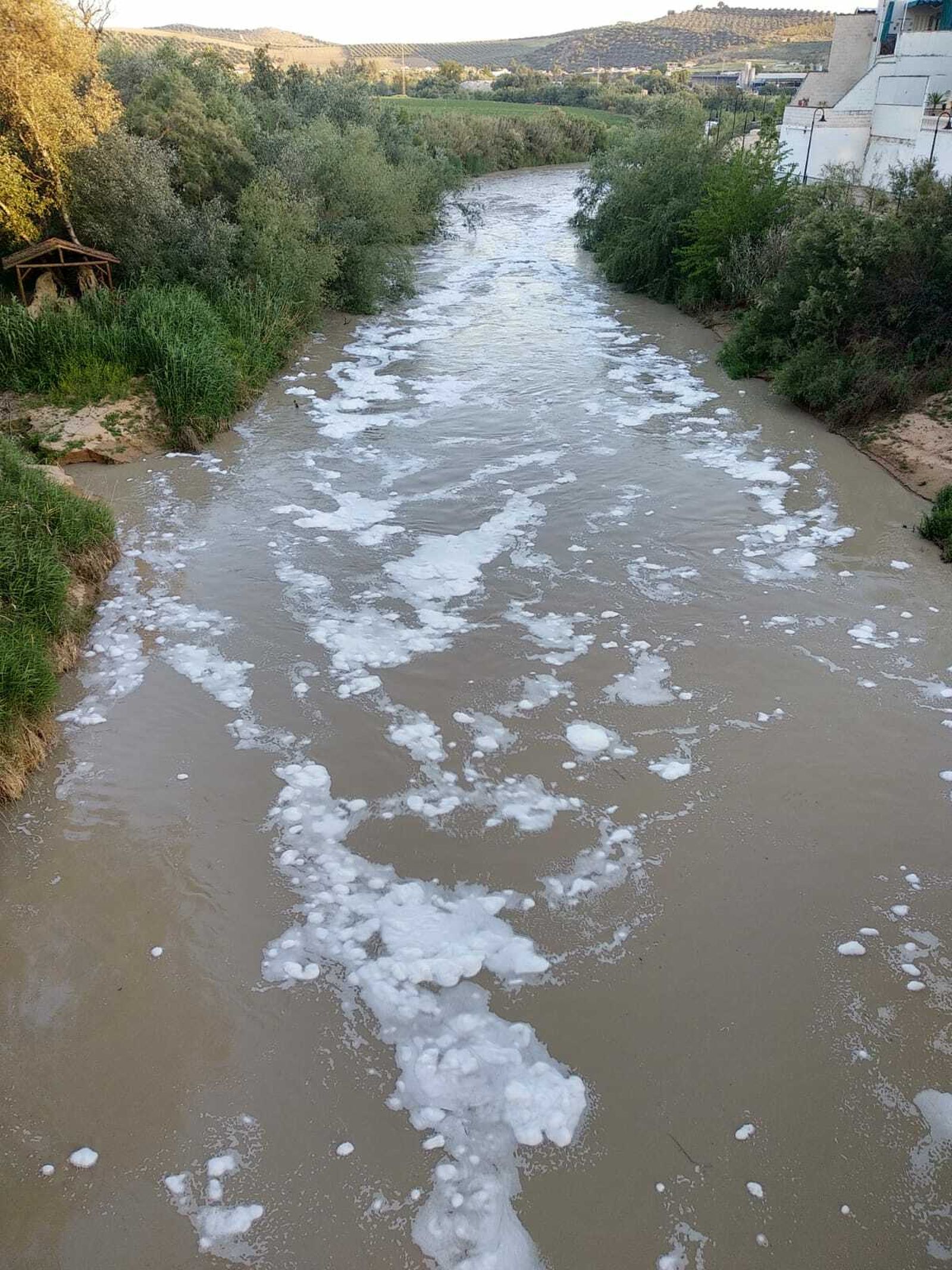 Espumas contaminantes en el cauce del Genil.