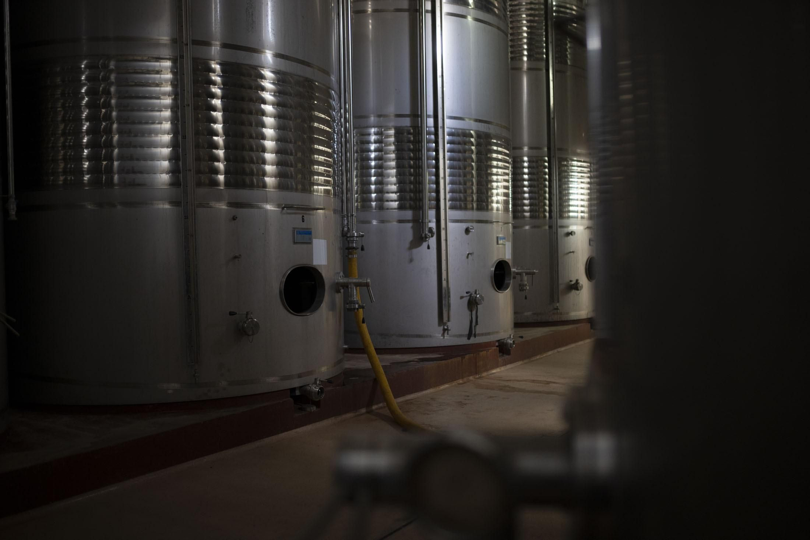 Imágenes de la vendimia en el Condado de Huelva