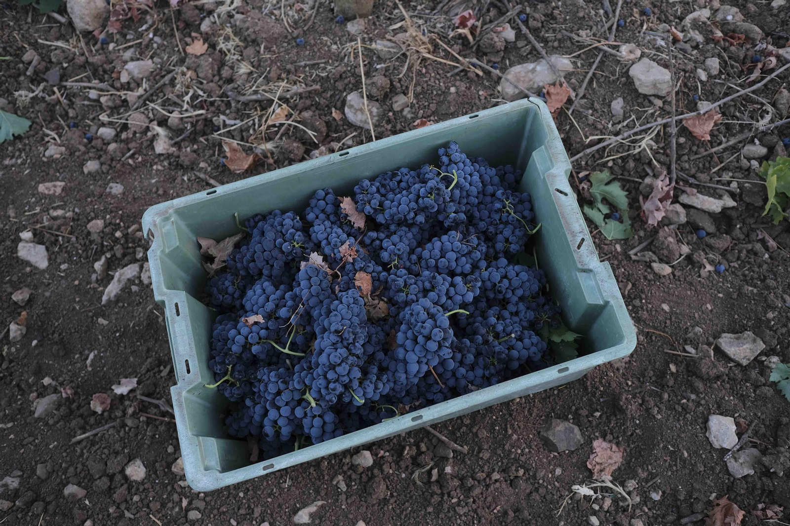 La vendimia de la Serranía de Ronda, en fotos.