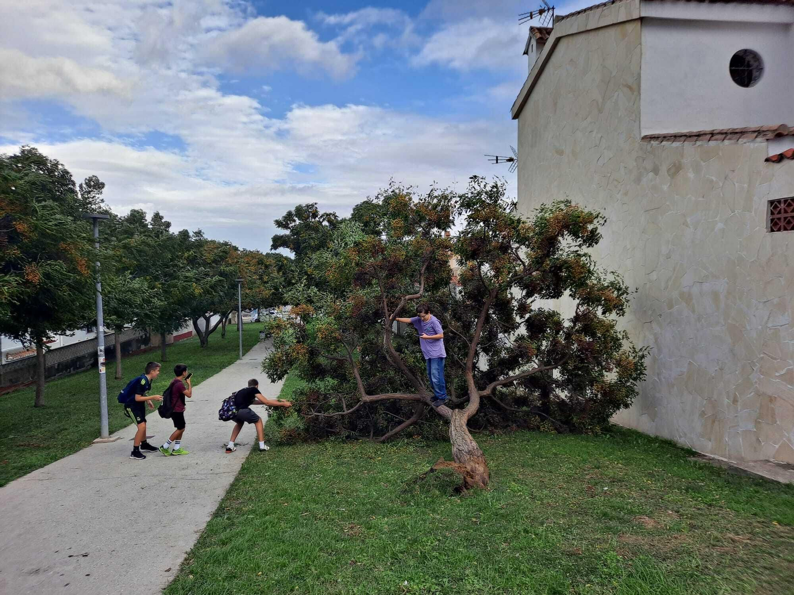 Un árbol caído en la zona de Getares, en Algeciras, este jueves.