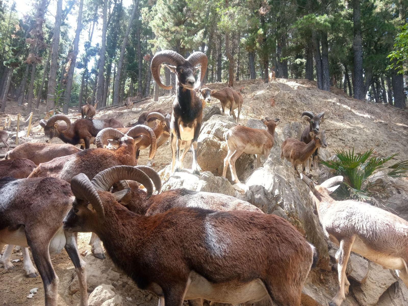 Animales de la Eco Reserva de Ojén en una imagen de archivo.