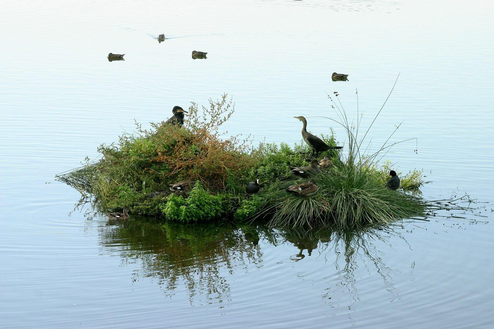 Aves en la Laguna Primera de Palos.