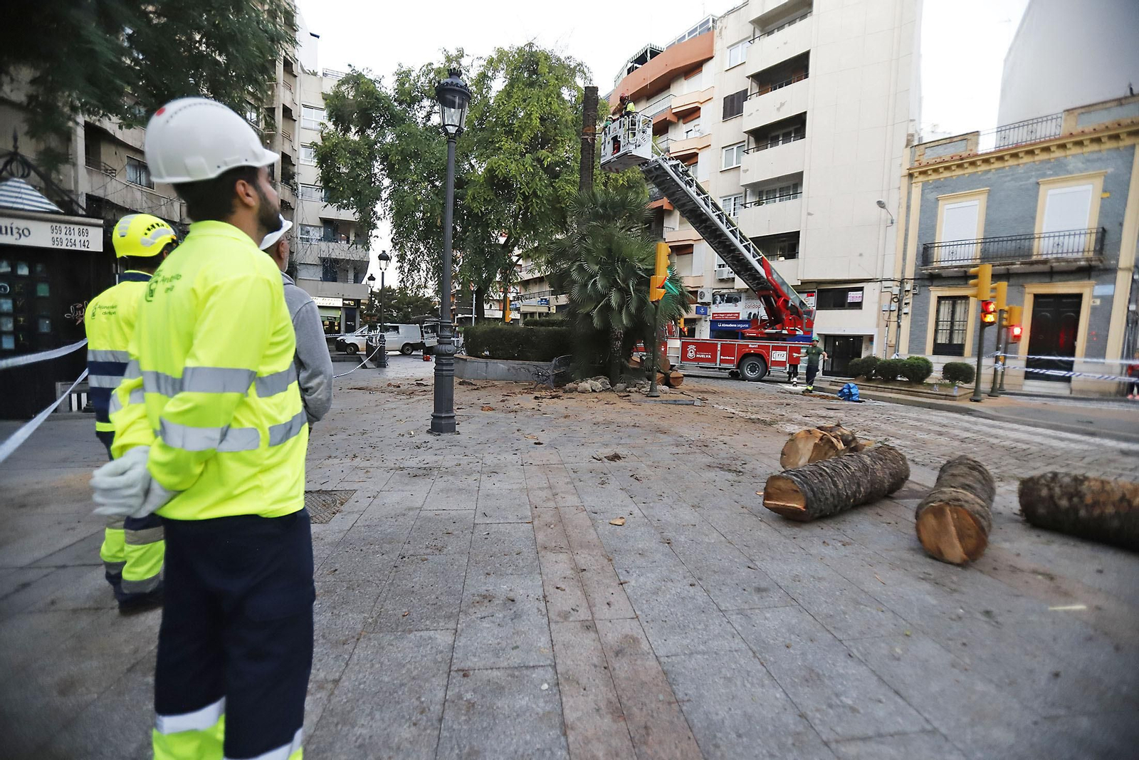 Imágenes de la tala de la emblemática Palmera de Huelva