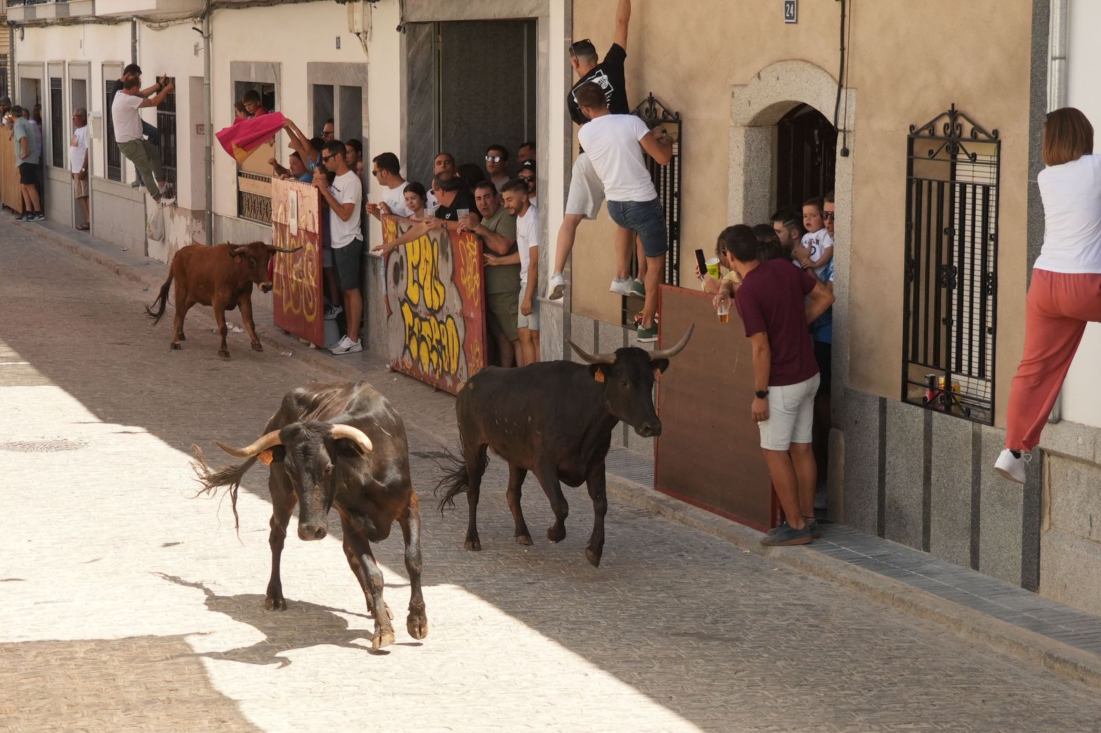 El encierro de vaquillas por Santa Ana El Viso, en imágenes