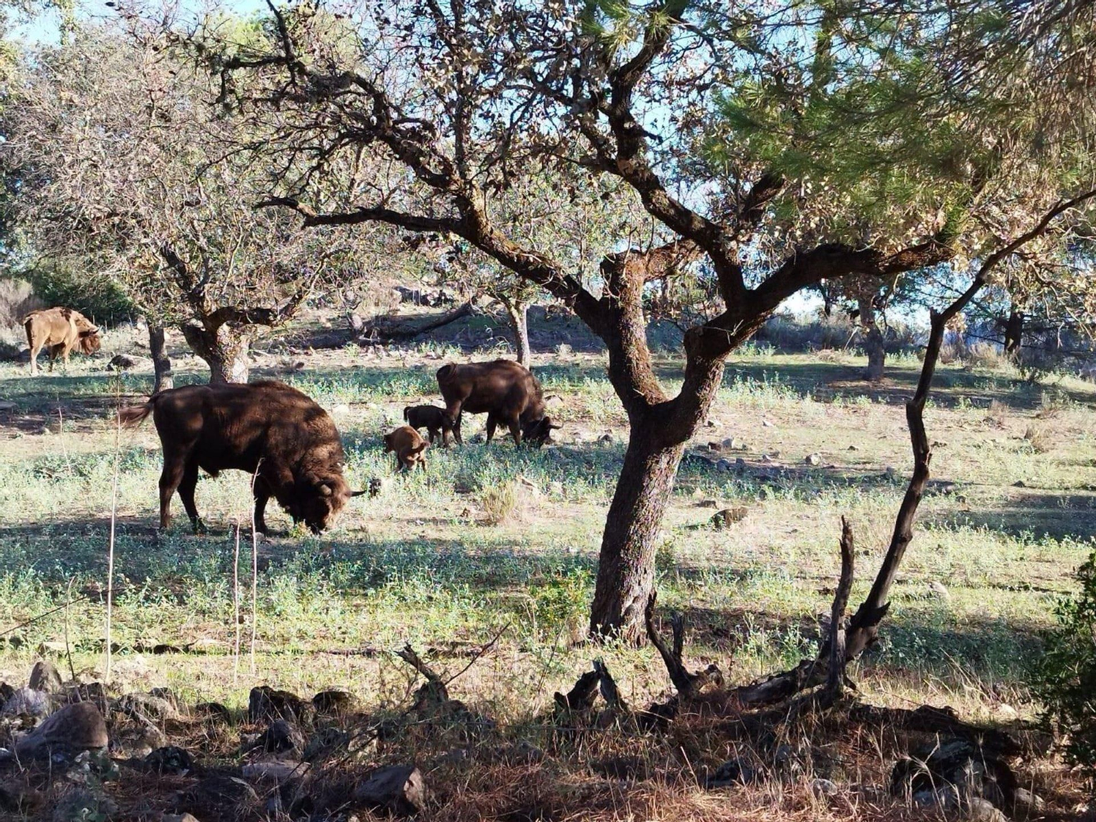Crías de bisonte en Andújar.