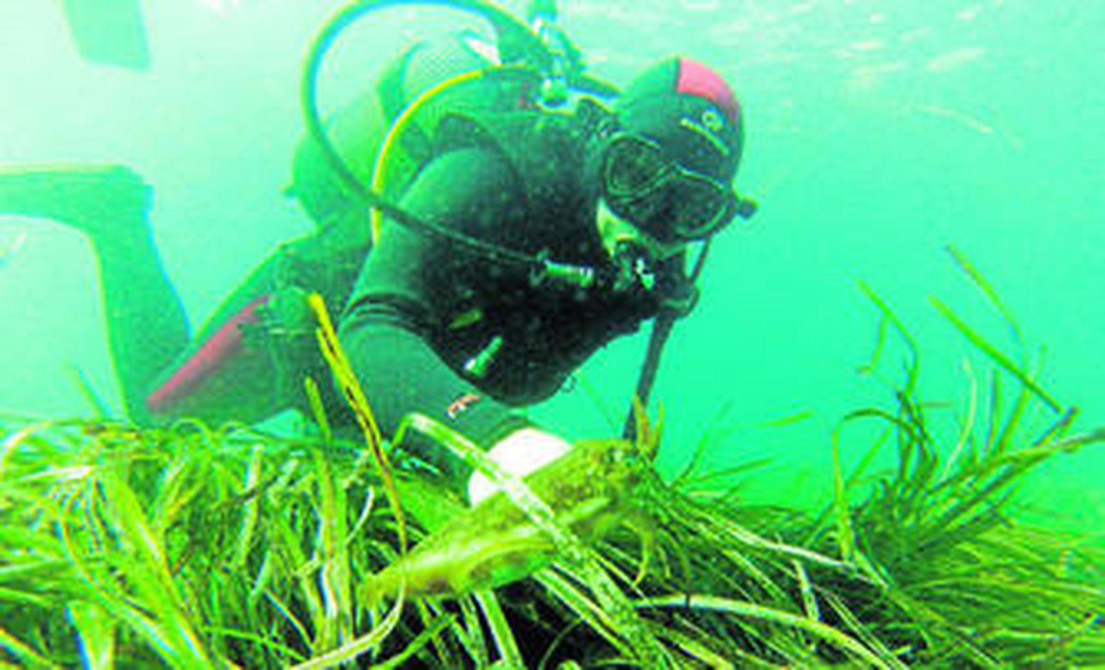 Un documental y una guía se sumergen en el mar del Levante