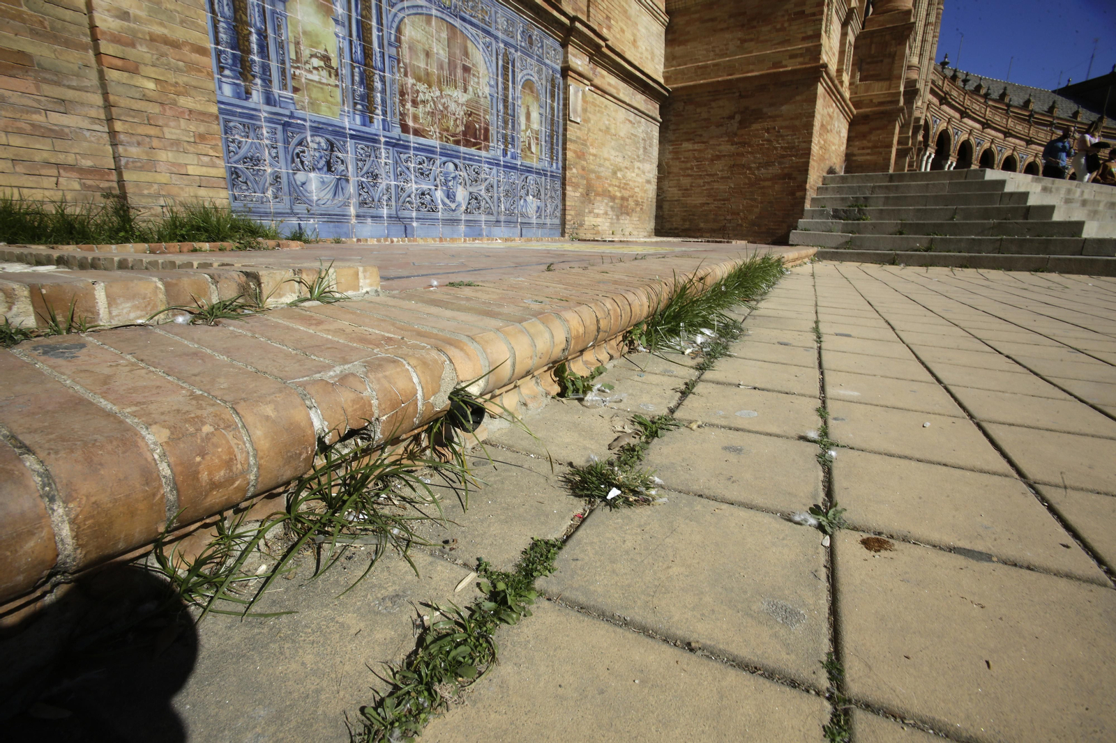 Mal estado de los arriates y plantas en la Plaza de España
