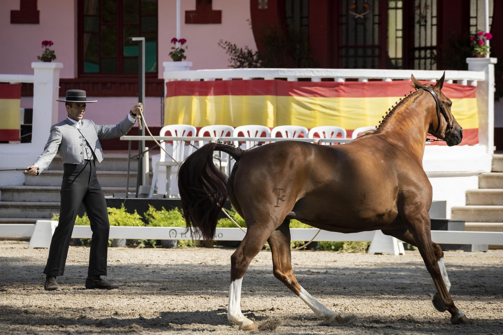El concurso Campeón de Campeones en el Depósito de Sementales de Jerez