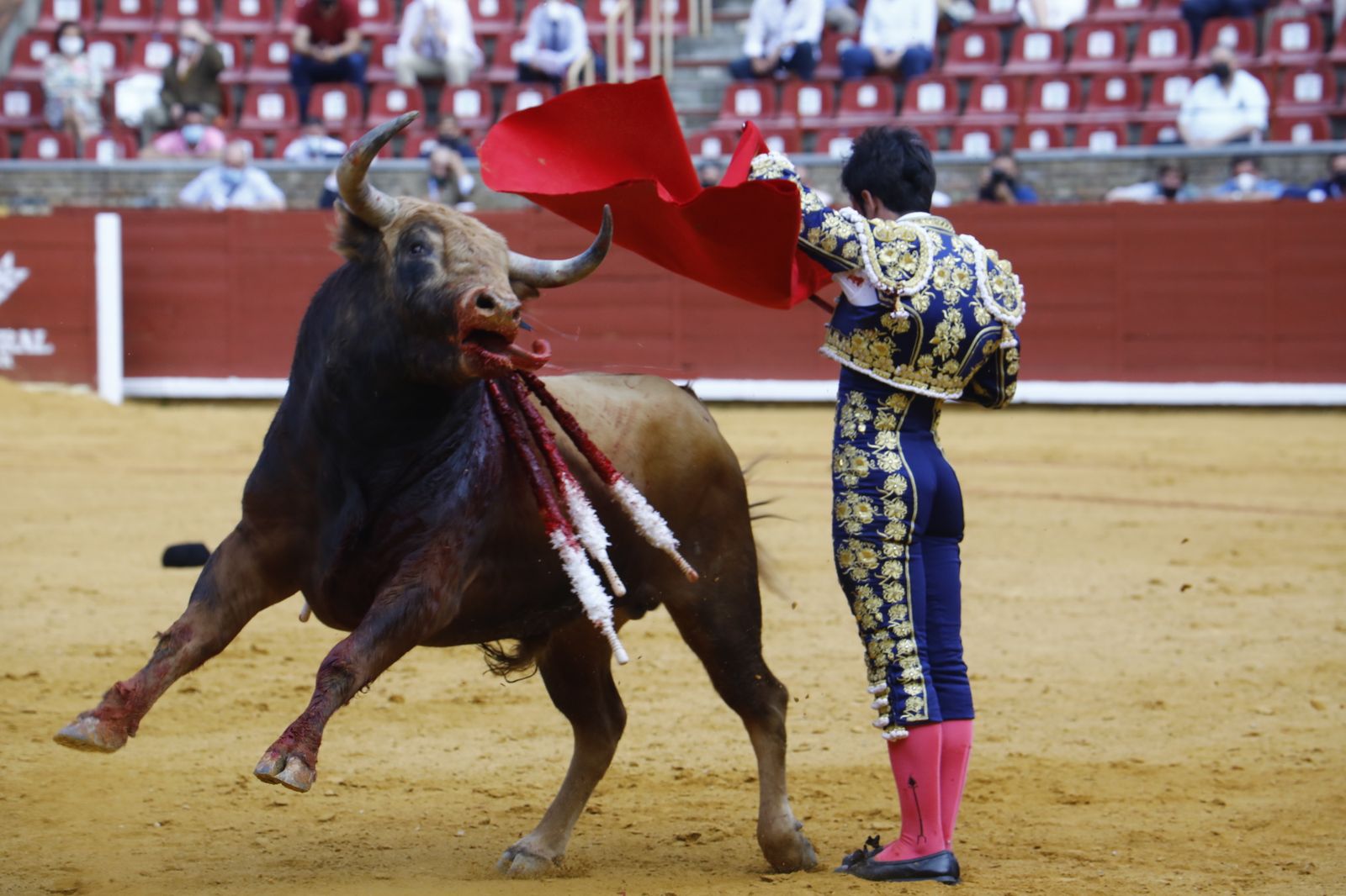 Las fotografías de la novillada con picadores de la Feria Taurina de Córdoba