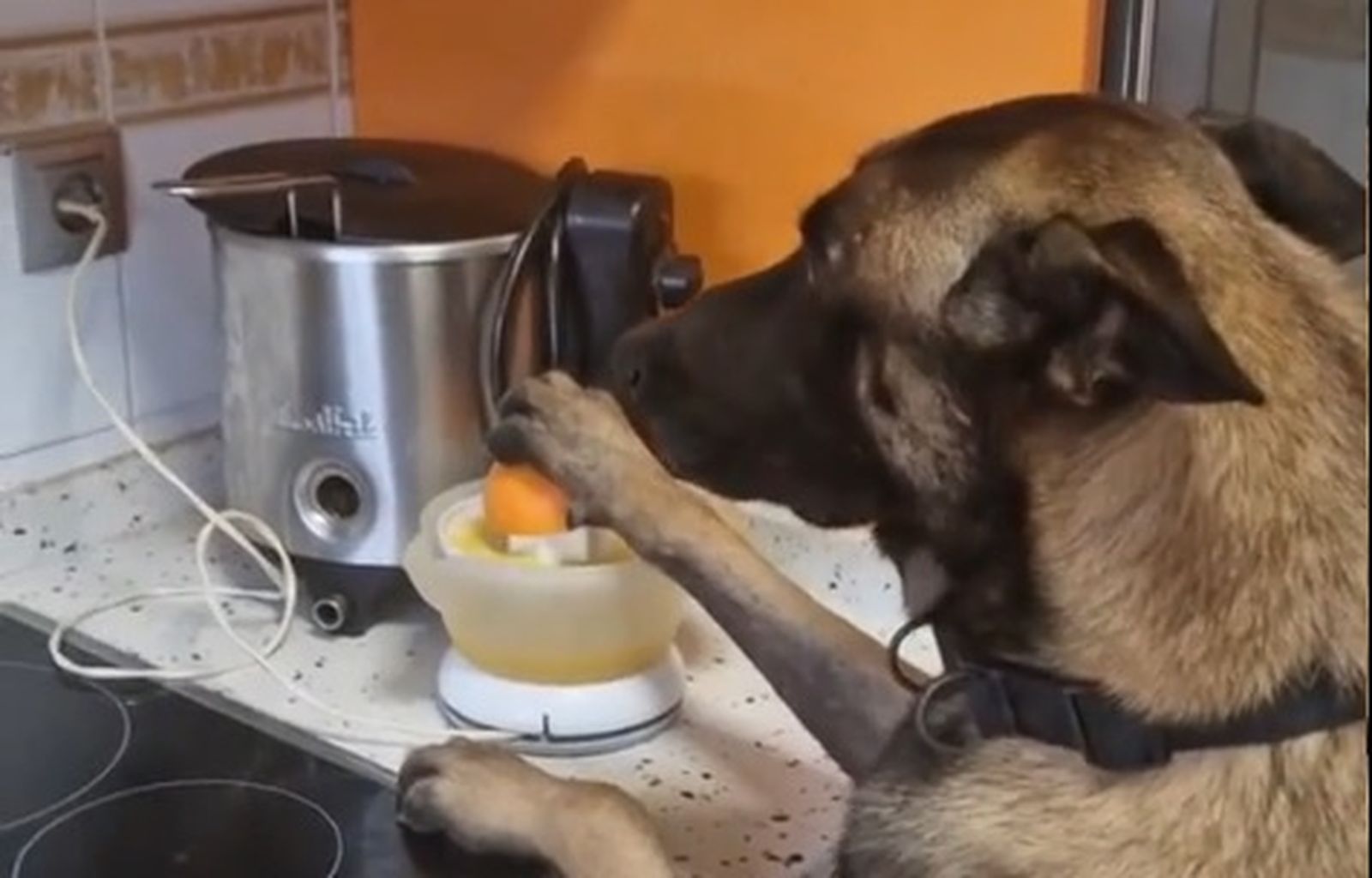 El pastor belga que aprendió a hacer zumos de naranja