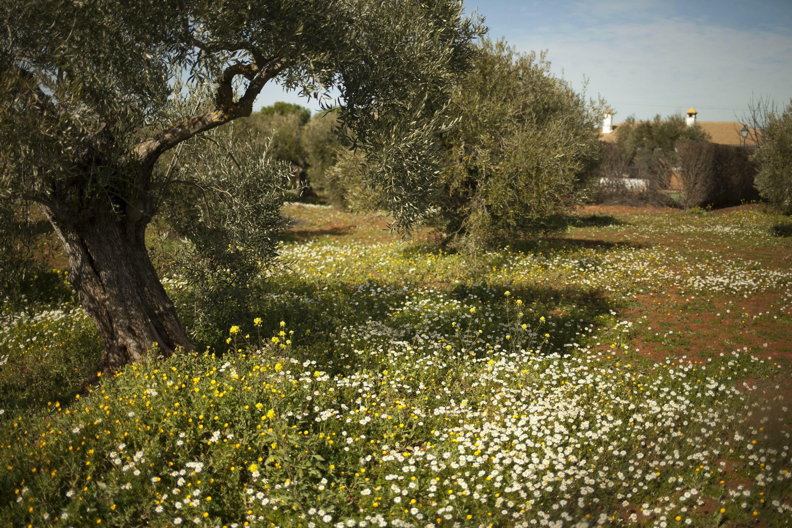 Fotos: los almendros anuncian la primavera