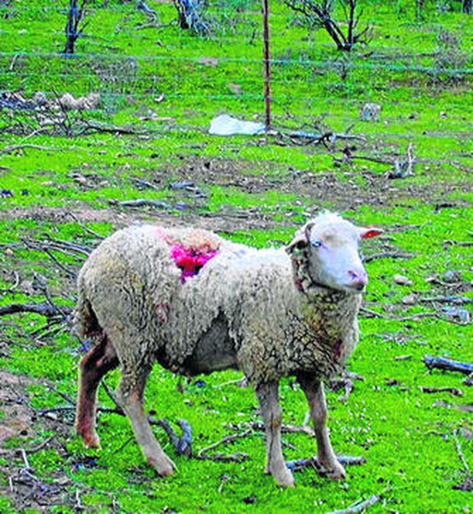 Una de las ovejas atacadas en 2008 por lobos en Villaviciosa.