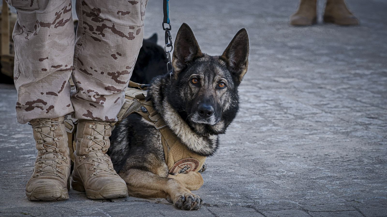 Las imágenes de la celebración del 489º Aniversario de la Infantería de Marina en Cádiz
