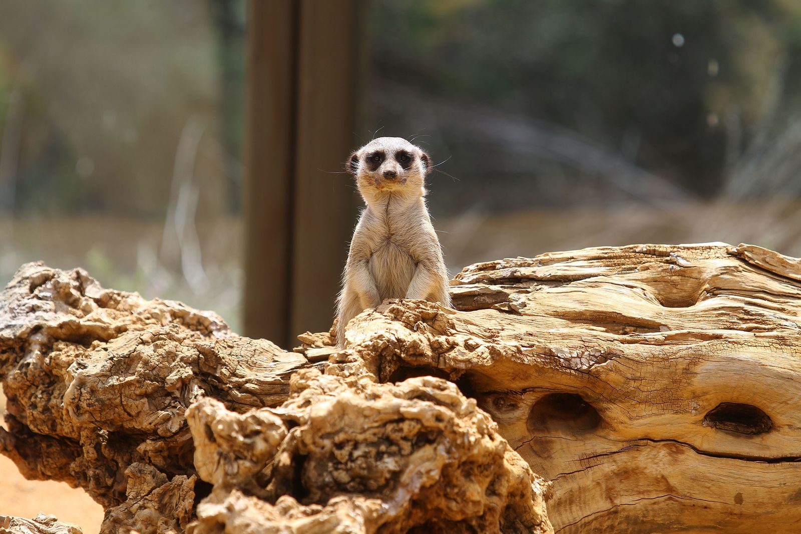 800 animales esperan las visitas en la reserva zoológica del Oasys Miniholywood