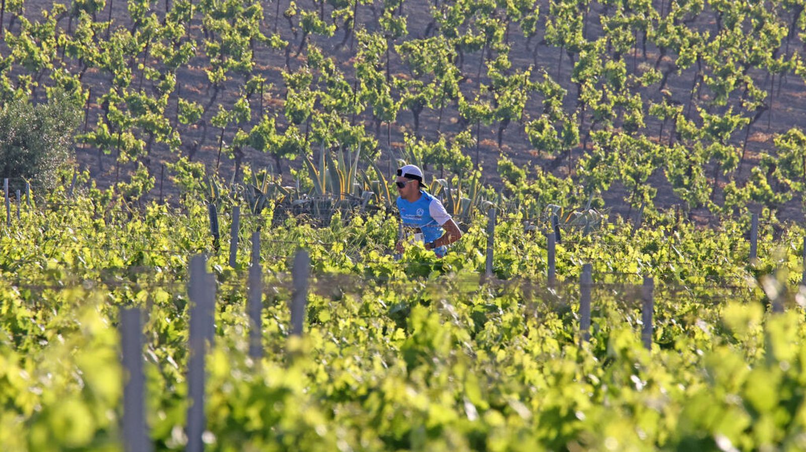 Un participante en la Sherry Maratón en el recorrido por el viñedo del Marco.