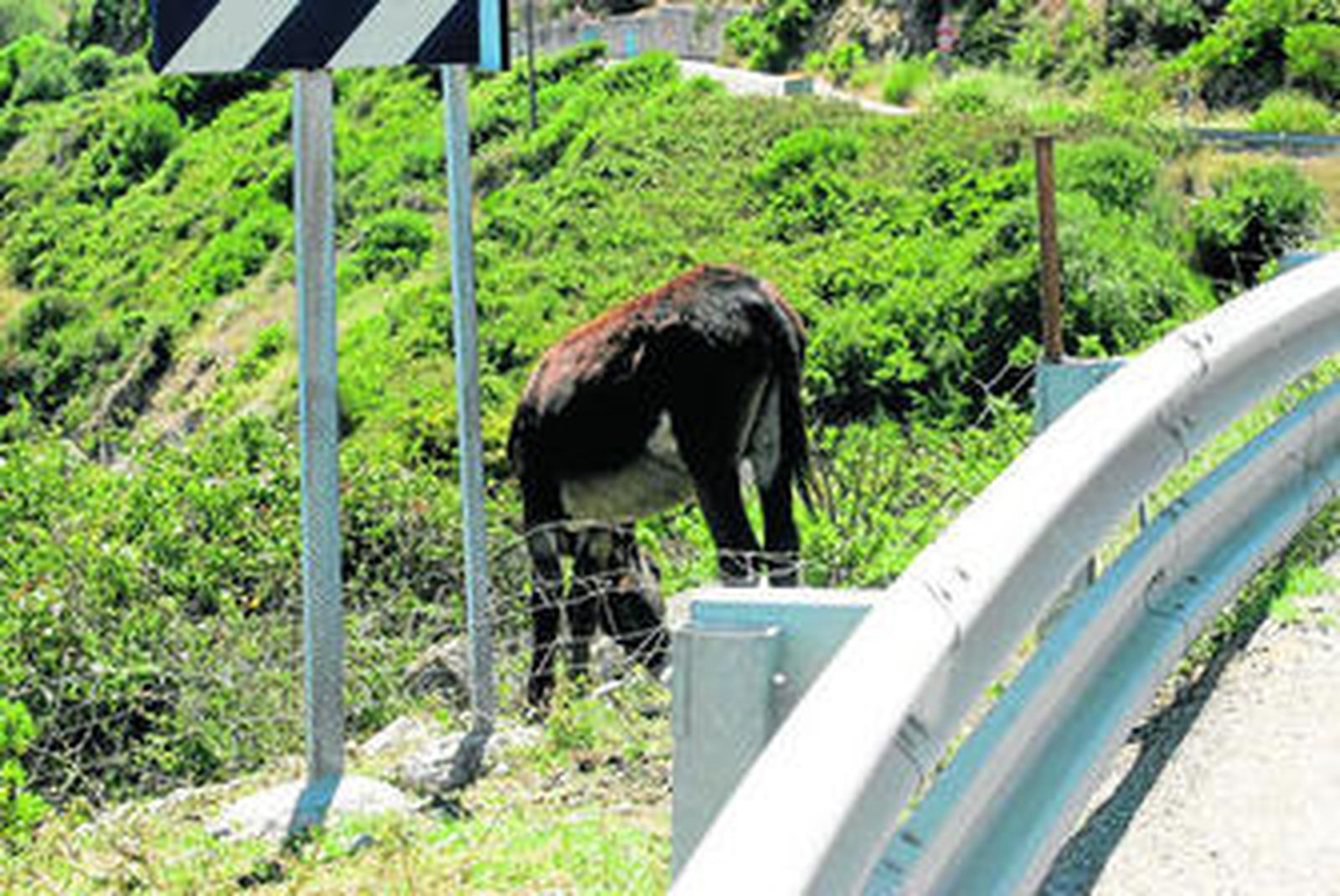 Burro en la carretera