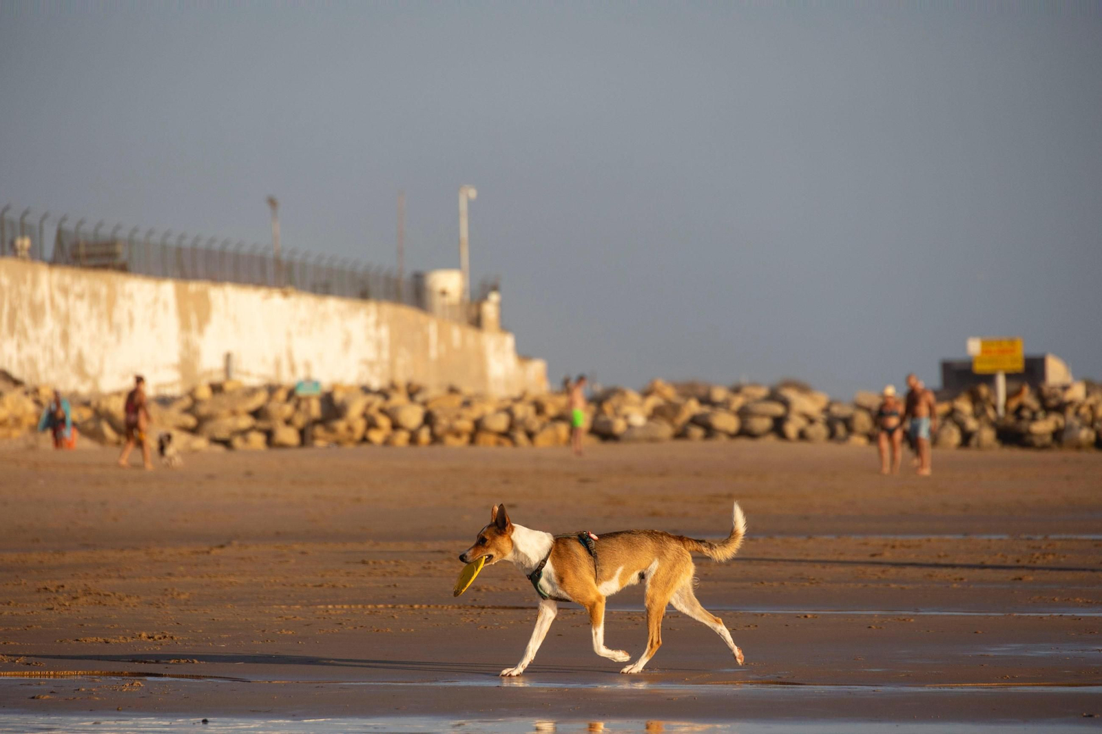 Así disfrutan los perros y sus dueños en la playa canina de Cádiz