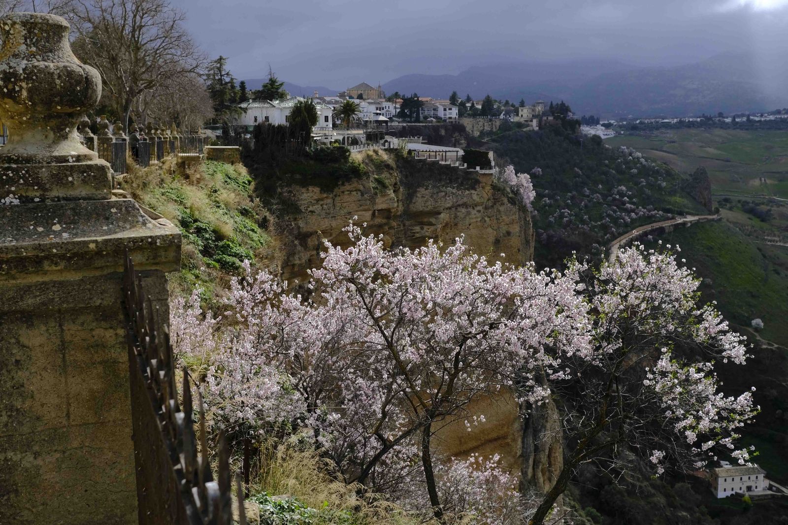 Así lucen los almendros del interior de Málaga en plena floración