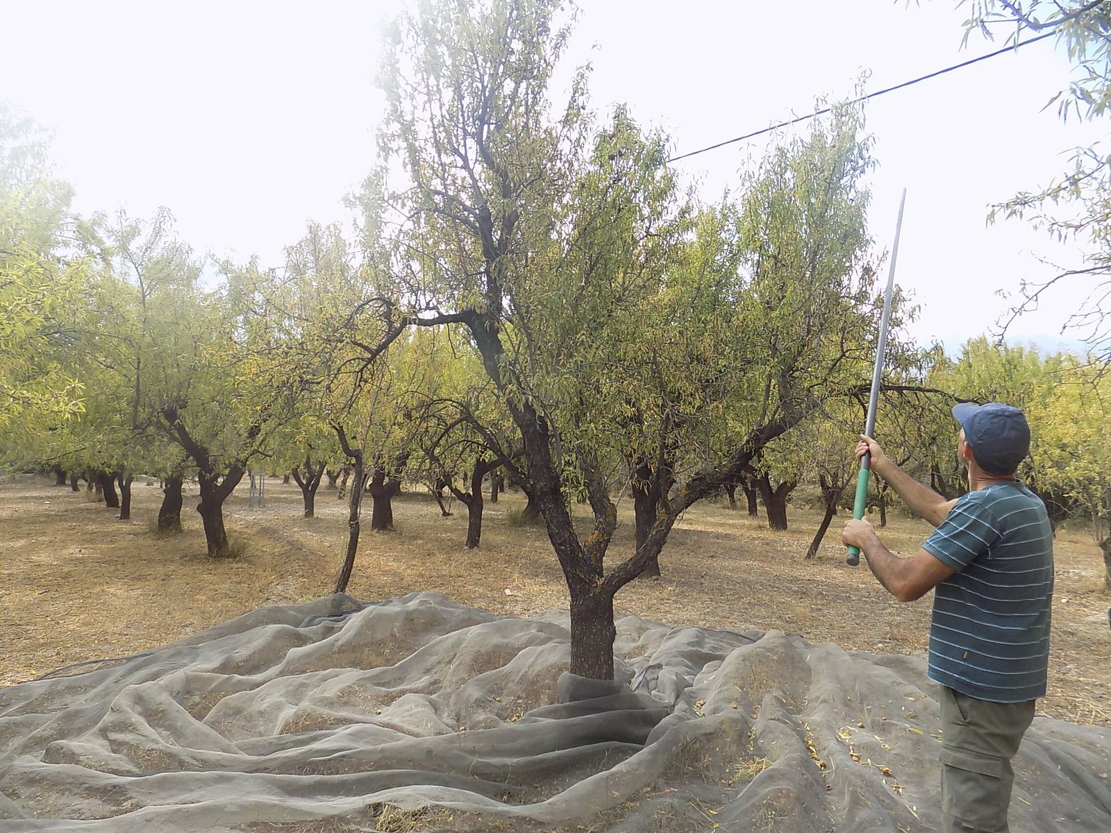 La campaña de recolecta continuará hasta final de mes.