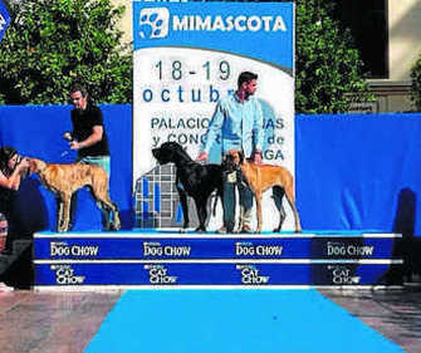 Pasarela canina, ayer.