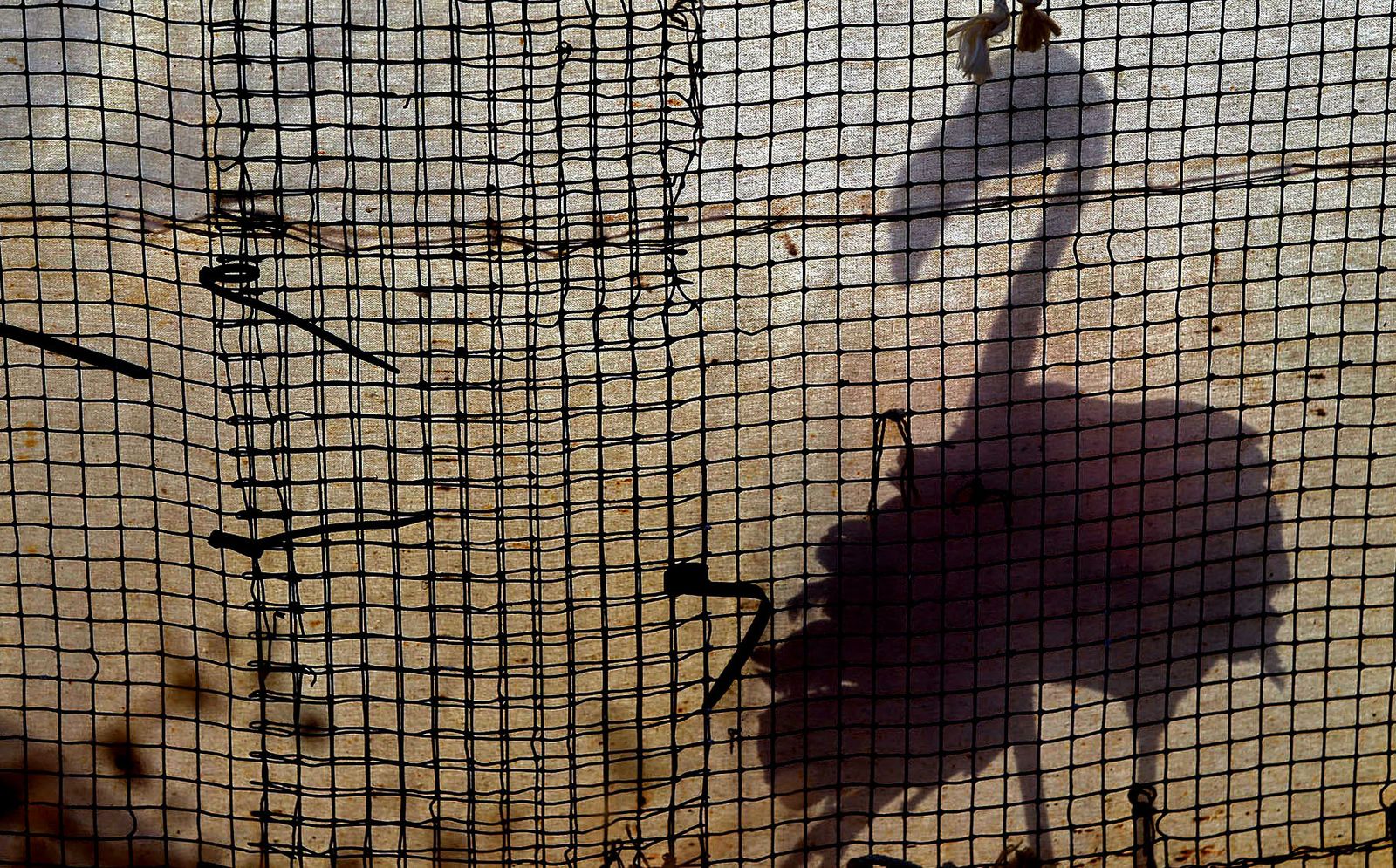 Imágenes del anillamiento de Flamencos en Marismas del Odiel