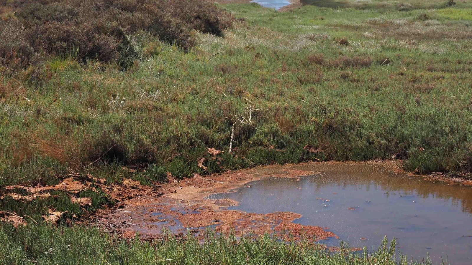 Acumulación de aguas nauseabundas en las marismas del río Piedras