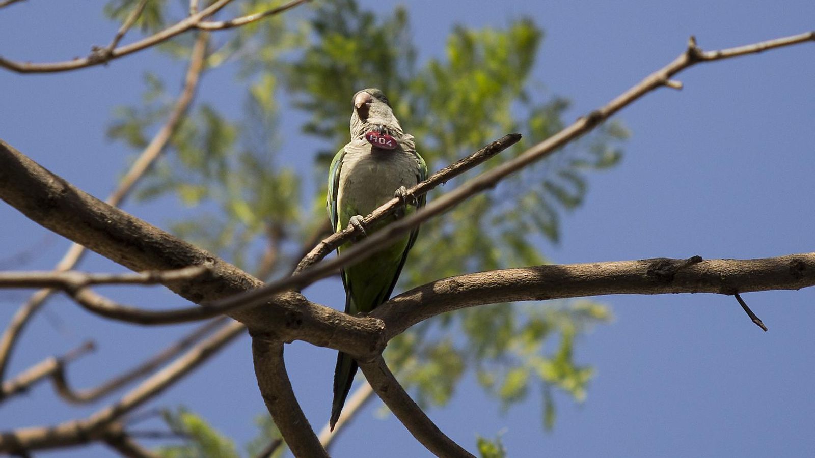 Una cotorra de kramer en un árbol de Sevilla.