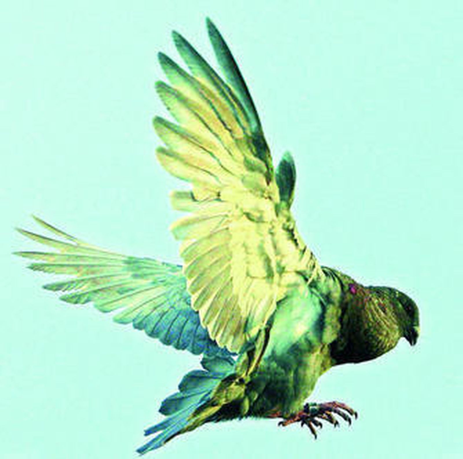 Colombicultura, un deporte en auge que ya aglutina a 1.900 socios