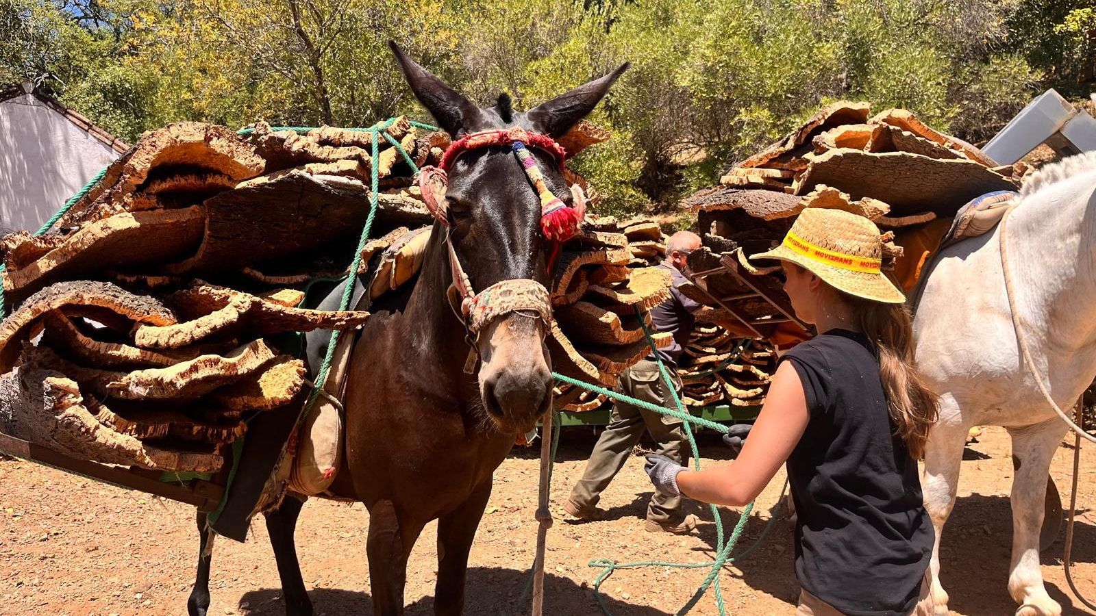 María del Mar desplaza la mula con la carga