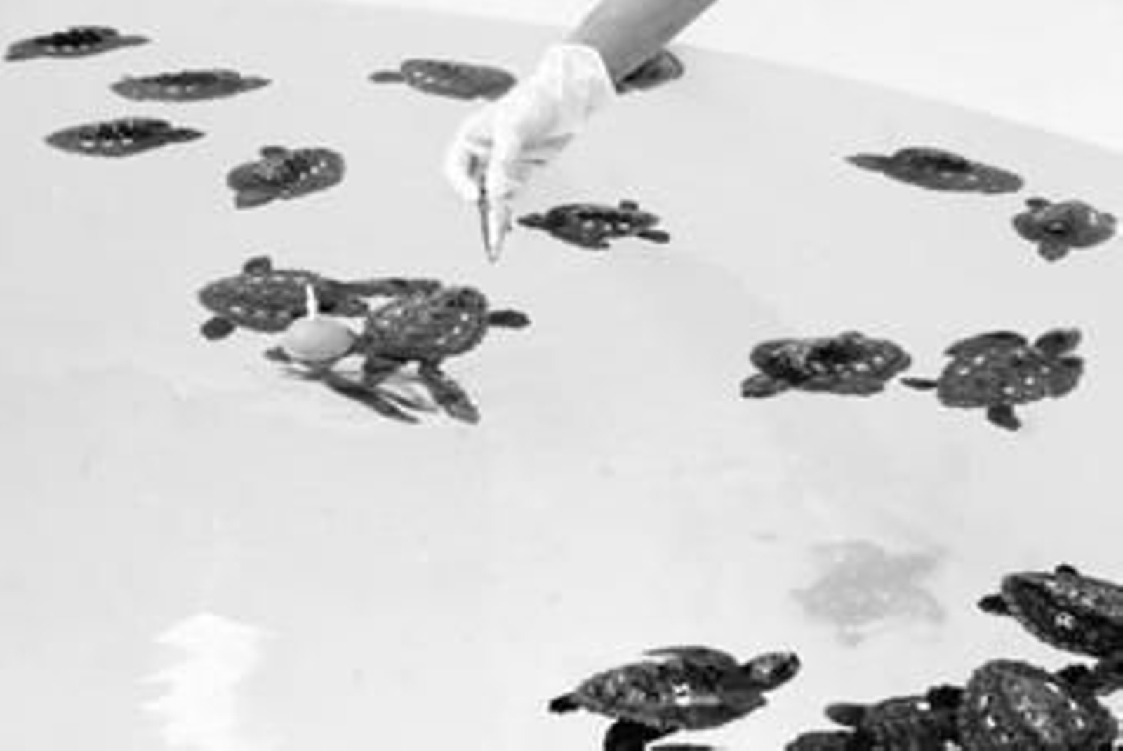 Las pequeñas tortugas empiezan su aventura en el mar.