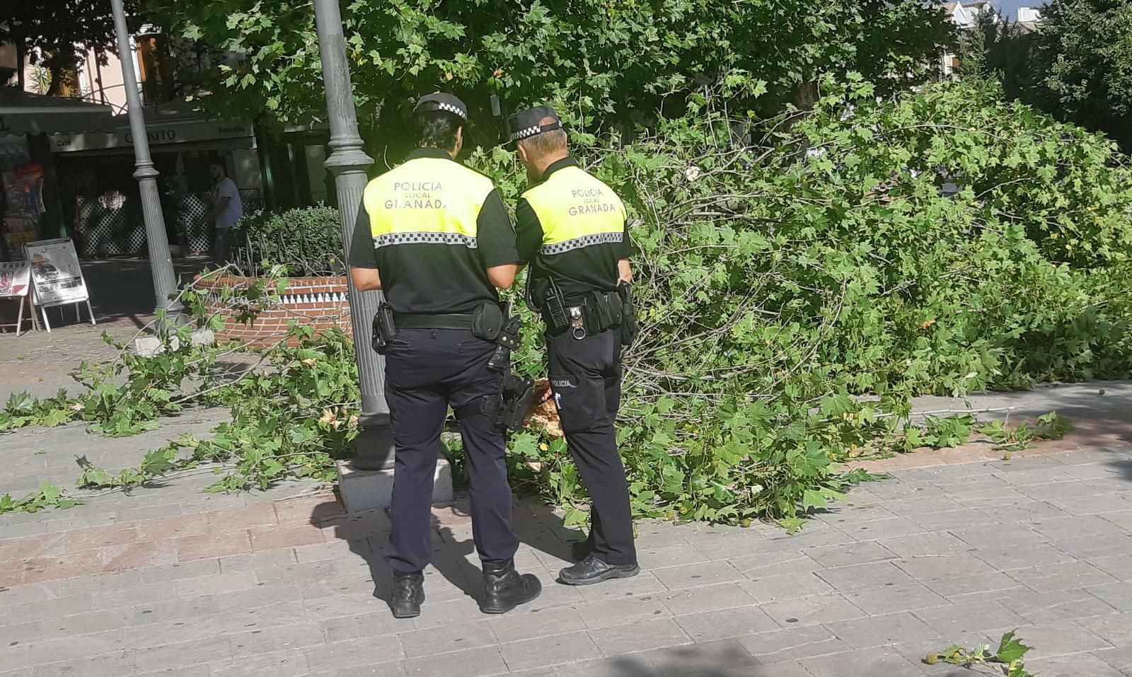 Imágenes de la rama caída en la Fuente de las Batallas