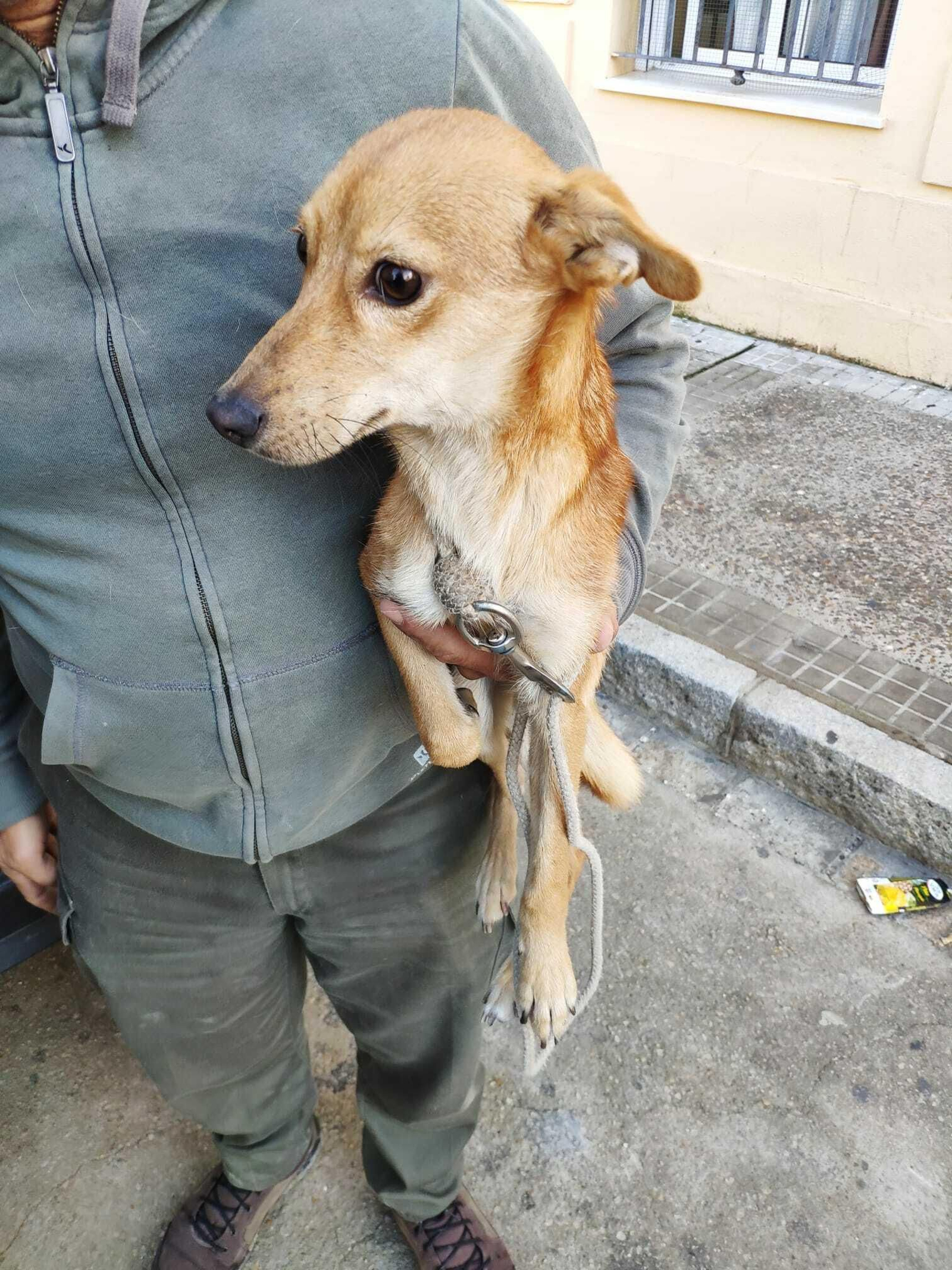 La podenca 'Belén' tras ser rescatada de un casco de bodega abandonado.