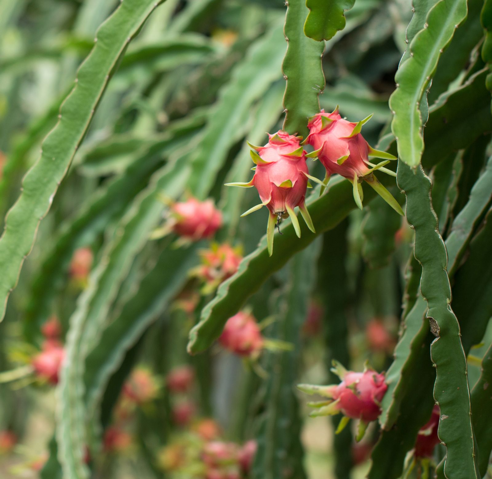Cultivo de pitaya en las fincas propias de I+D de Hylogens.